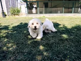 Pamuk Beyaz Maltipoo Yavruları