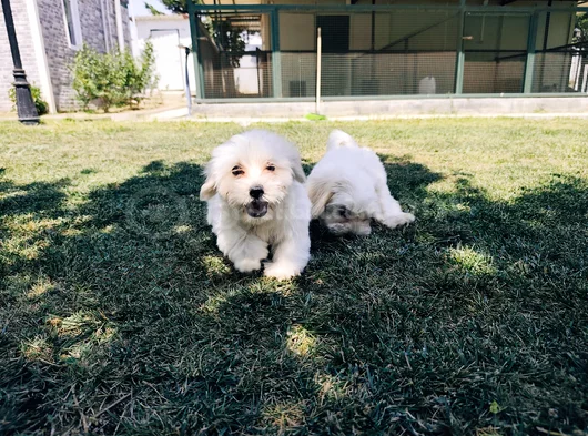 Pamuk Beyaz Maltipoo Yavruları görsel