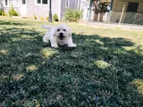 Pamuk Beyaz Maltipoo Yavruları