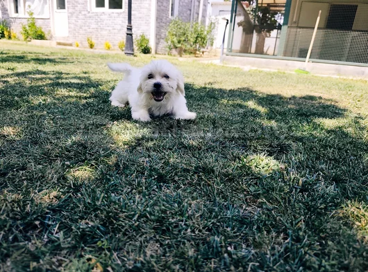 Pamuk Beyaz Maltipoo Yavruları görsel