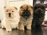 Efsane her renk chowchow Çin aslanı yavrular