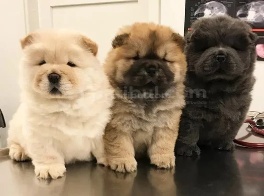 Efsane Her Renk Chowchow Çin Aslanı Yavrular