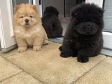 Efsane Her Renk Chowchow Çin Aslanı Yavrular