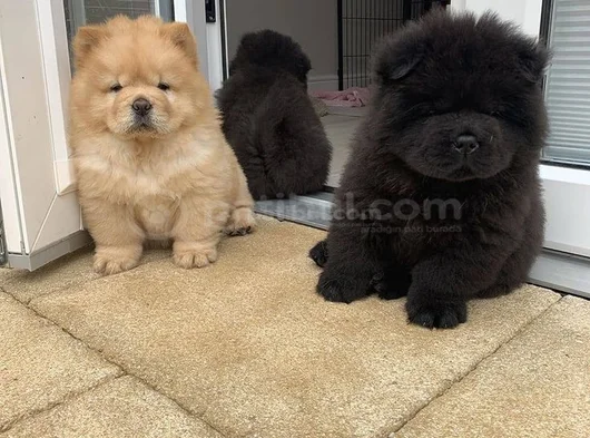 Efsane Her Renk Chowchow Çin Aslanı Yavrular görsel