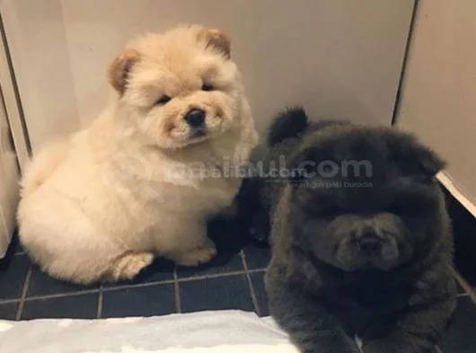 Efsane Her Renk Chowchow Çin Aslanı Yavrular görsel