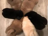 Efsane Her Renk Chowchow Çin Aslanı Yavrular