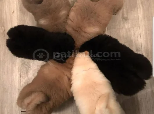Efsane Her Renk Chowchow Çin Aslanı Yavrular görsel