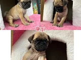 Egzotik Taşıyıcı Pug Bebekler
