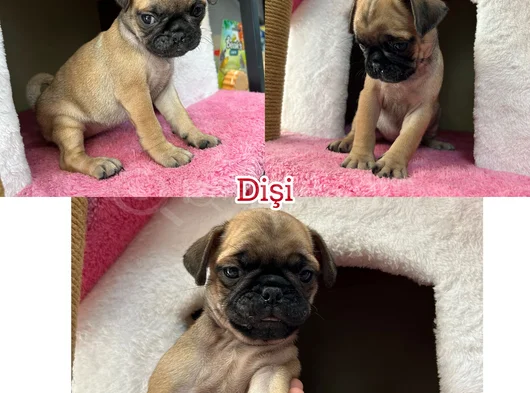 Egzotik Taşıyıcı Pug Bebekler görsel