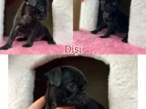 Egzotik Taşıyıcı Pug Bebekler