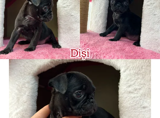 Egzotik Taşıyıcı Pug Bebekler görsel