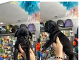 Egzotik Taşıyıcı Pug Bebekler