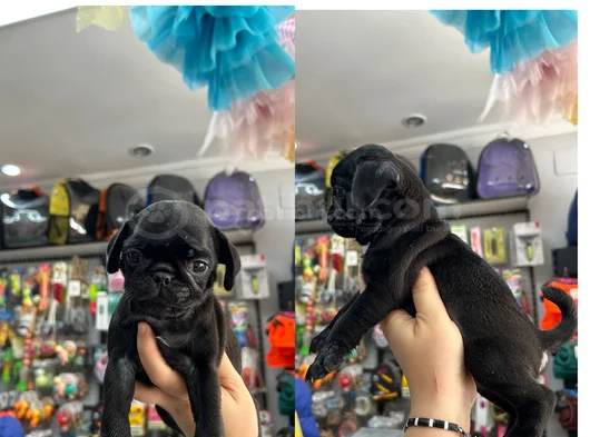 Egzotik Taşıyıcı Pug Bebekler görsel