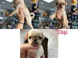 Egzotik Taşıyıcı Pug Bebekler