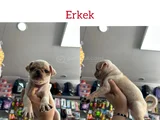 Egzotik taşıyıcı pug bebekler