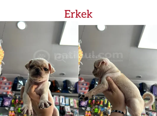Egzotik Taşıyıcı Pug Bebekler