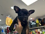 Solid siyah Fransız buldogg dişi