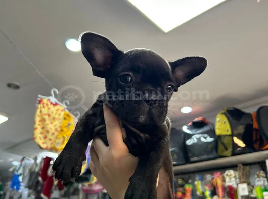 Solid Siyah Fransız Buldogg Dişi