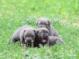 Dev Gi̇bi̇ Görenleri̇ Dudak Isirtacak Cane Corso Yavrular