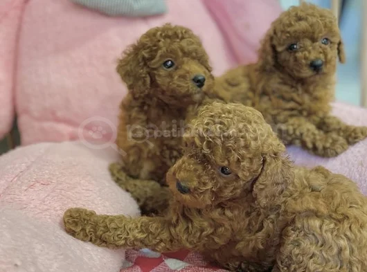 Sağlık Ve Irk Garantili En Tatlıı Poodle Yavrularr görsel
