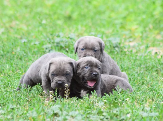 Dev Gi̇bi̇ Görenleri̇ Dudak Isirtacak Cane Corso Yavrular görsel