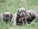 DEV GİBİ GÖRENLERİ DUDAK ISIRTACAK CANE CORSO YAVRULAR