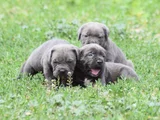 Dev Gi̇bi̇ Görenleri̇ Dudak Isirtacak Cane Corso Yavrular