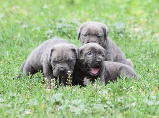 Dev Gi̇bi̇ Görenleri̇ Dudak Isirtacak Cane Corso Yavrular görsel