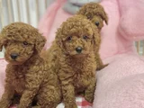 Sağlık ve ırk garantili en tatlıı poodle yavrularr