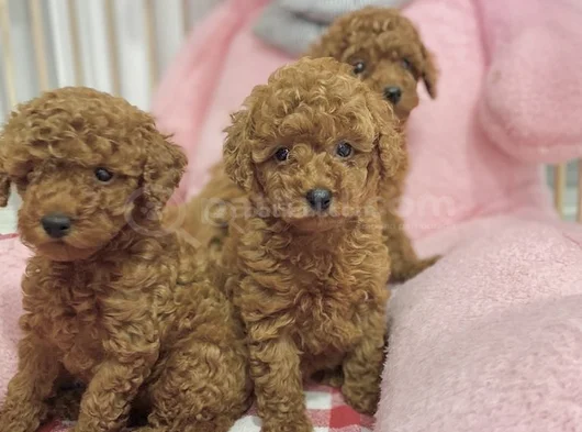 Sağlık Ve Irk Garantili En Tatlıı Poodle Yavrularr