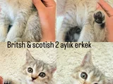 Acil Yuva Aranıyor