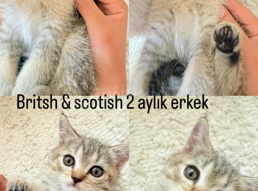 Acil Yuva Aranıyor görsel
