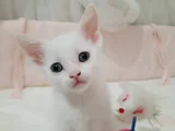 Sevimli Mi Sevimli Yavrular