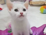 Sevimli Mi Sevimli Yavrular