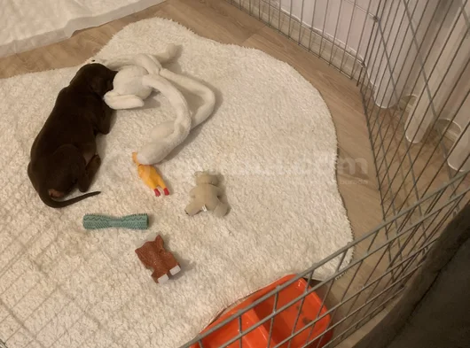 2 Aylık Nadir Renk Sağlıklı görsel
