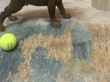 2 Aylık Nadir Renk Sağlıklı