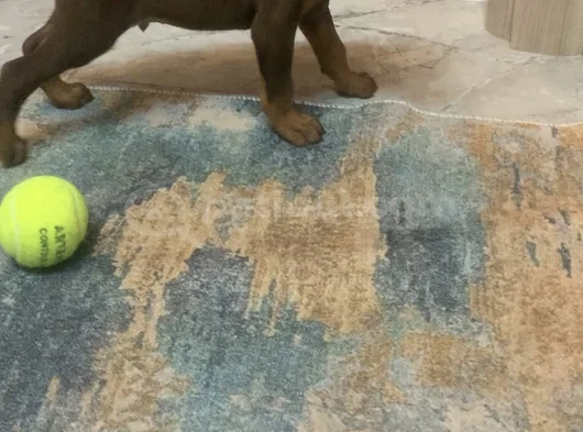 2 Aylık Nadir Renk Sağlıklı görsel