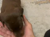 2 Aylık Nadir Renk Sağlıklı