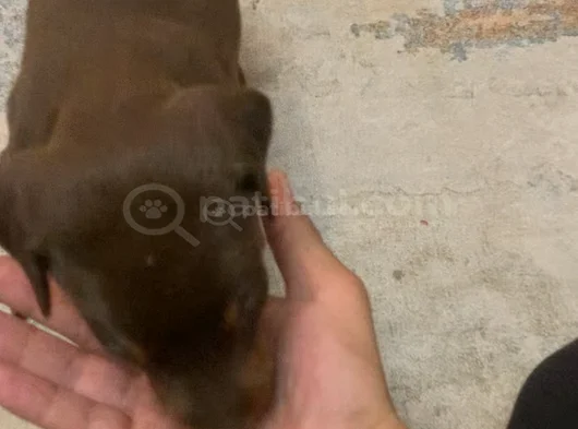 2 Aylık Nadir Renk Sağlıklı görsel