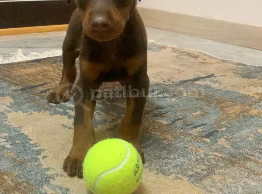 2 Aylık Nadir Renk Sağlıklı görsel