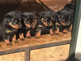 Dişi Erkek Kızıl Ve Siyah Doberman Yavrularımız