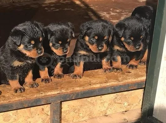 Dişi Erkek Kızıl Ve Siyah Doberman Yavrularımız görsel