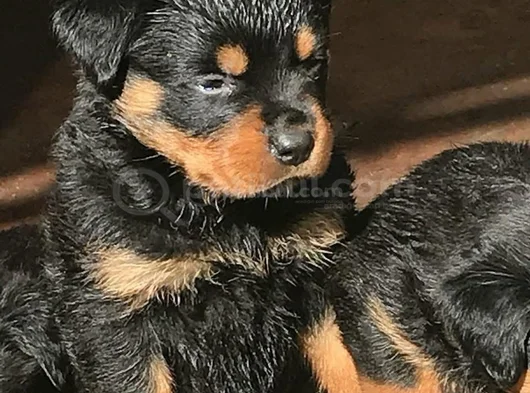 Dişi Erkek Kızıl Ve Siyah Doberman Yavrularımız görsel