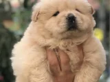 Dişi Erkek Çin Aslanı Chow Chow Yavrularımız
