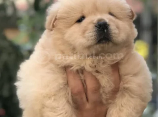 Dişi Erkek Çin Aslanı Chow Chow Yavrularımız görsel