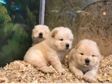 Dişi Erkek Çin Aslanı Chow Chow Yavrularımız