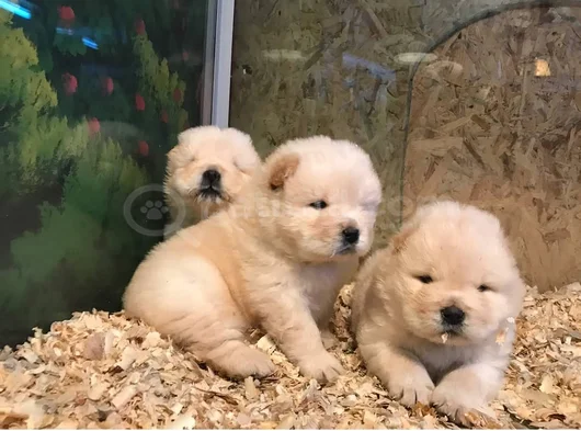 Dişi Erkek Çin Aslanı Chow Chow Yavrularımız görsel