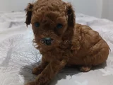 3 aylık sevimli garantili toy poodle