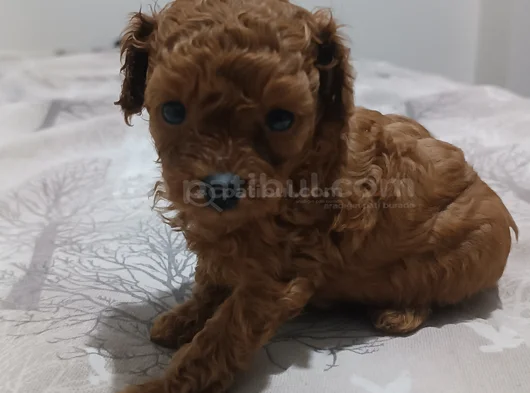 3 Aylık Sevimli Garantili Toy Poodle