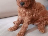 3 Aylık Sevimli Garantili Toy Poodle